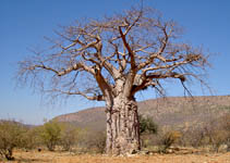 Baobab